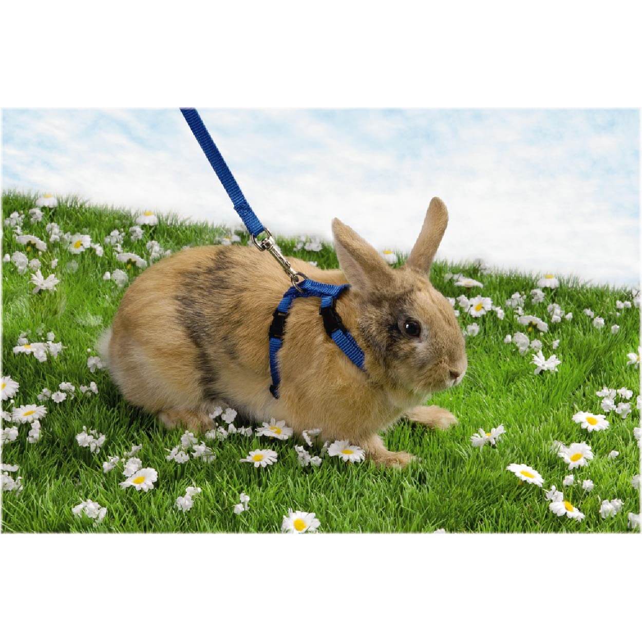 Harnais nylon pour lapin