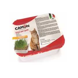 CAMON-Cat grass - BARLEY