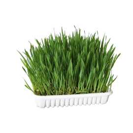 Herbe à chat Kerbl