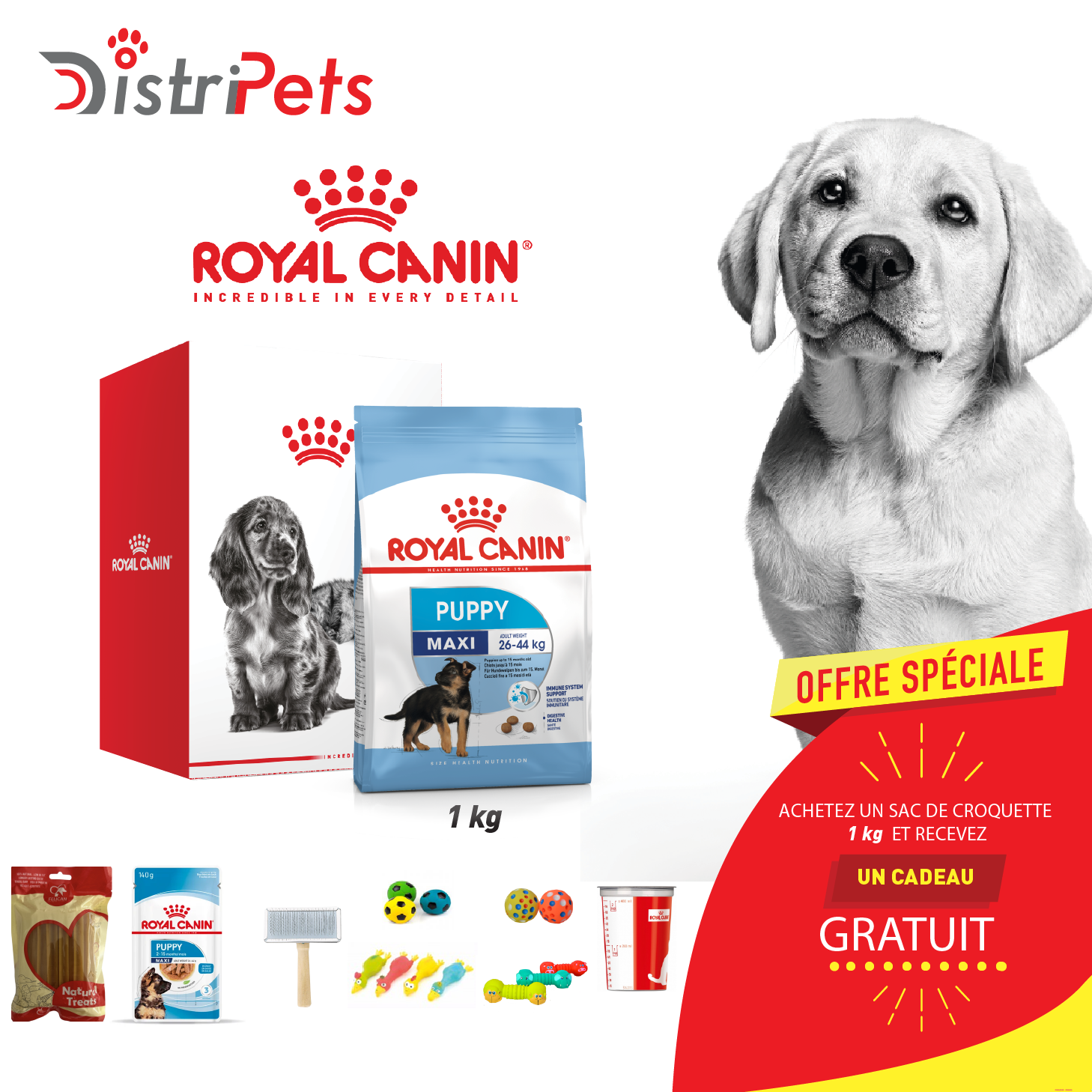 Kit de recrutement RC CHIEN Maxi Puppy 1 kg